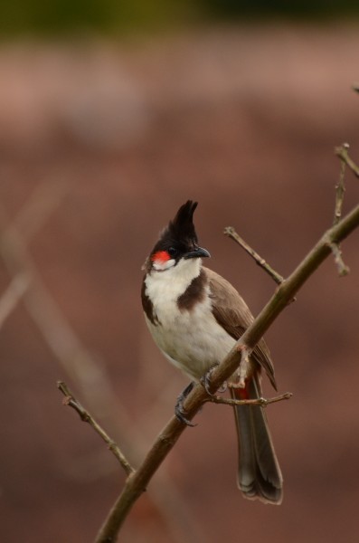 Red-whiskered bulbul (Pycnonotus jocosus) from anaimalai hills DSC 2117