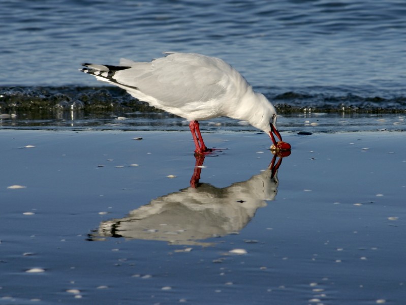 Red billed gull-14