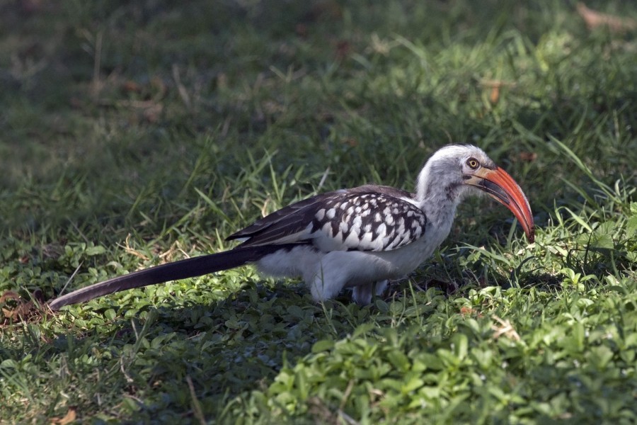 Red-billed hornbill (Tockus erythrorhynchus) male