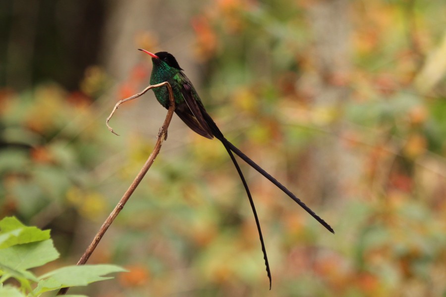 Red-billed streamertail( Trochilus polytmus) adult male 2