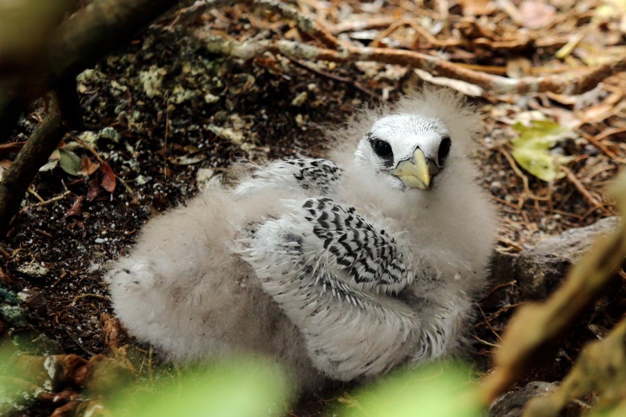 Red-billed tropicbird (Phaethon aethereus mesonauta) chick