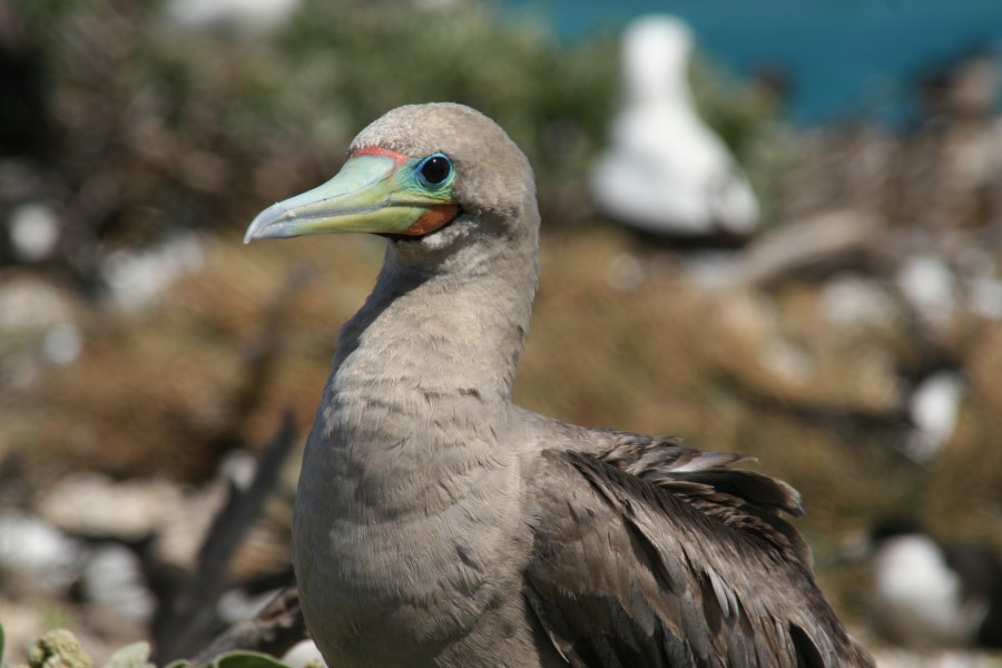 Red footed Booby brown morph