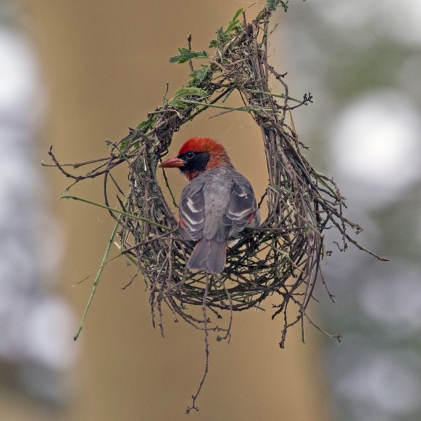 Red-headed weaver (Anaplectes rubriceps leuconotus) male