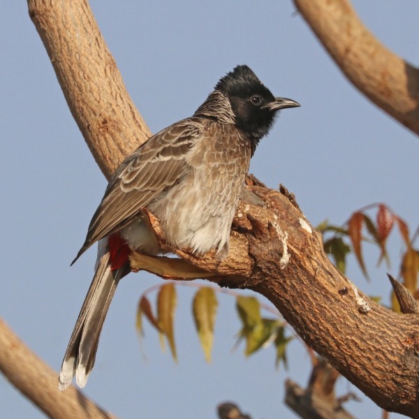 Red-vented bulbul (Pycnonotus cafer intermedius)
