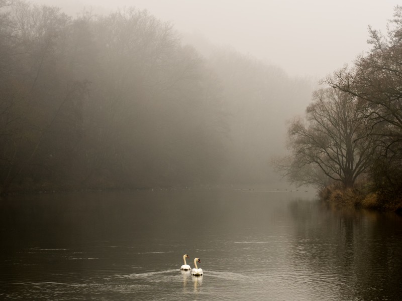 Regnitz-Schwäne-1012088-PS
