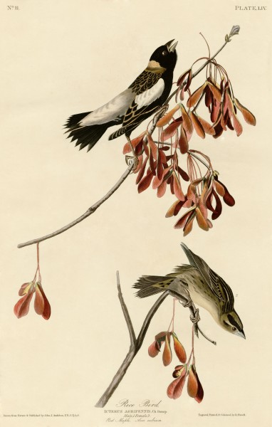 Rice Bird (Audubon)