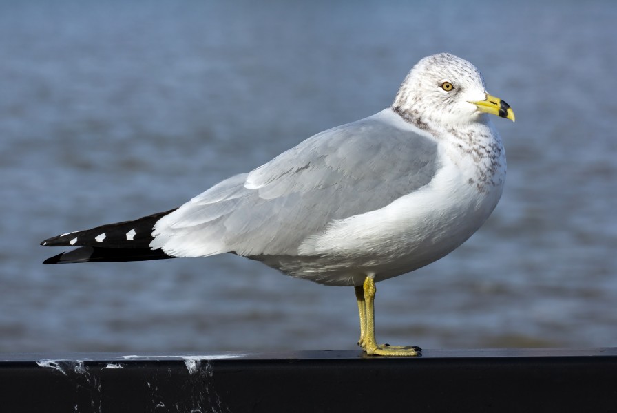 Ring-billed gull (Larus delawarensis), Windsor, Ontario, 2014-12-07