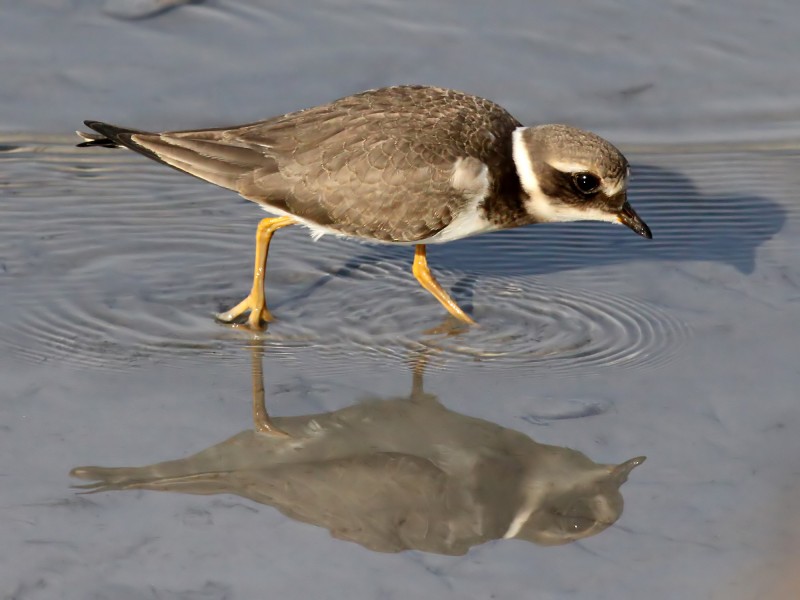 Ringed Plover (Charadrius hiaticula) (12)