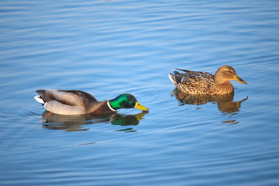 RO B male and female duck in Titan Park 1