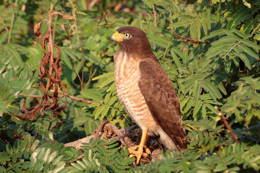 Roadside hawk (Rupornis magnirostris) immature 2