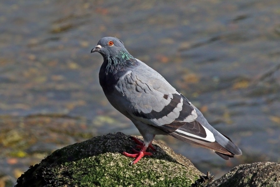 Rock dove (Columba livia)