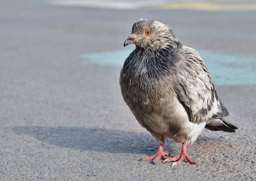 Rock dove (Columba livia) standing on place de la Bourse, Brussels, Belgium (DSCF4424-cropped)