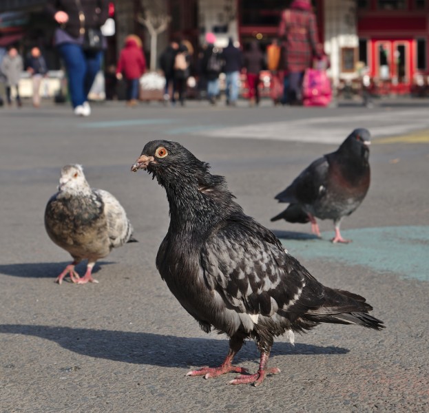 Rock doves (Columba livia) standing on place de la Bourse, Brussels, Belgium (DSCF4430)