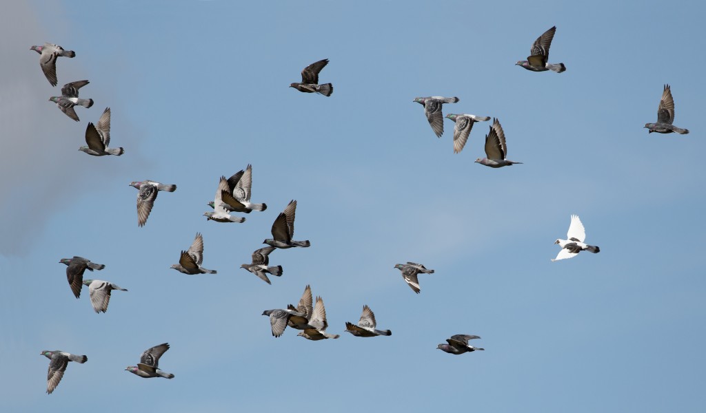 Rock doves in flight