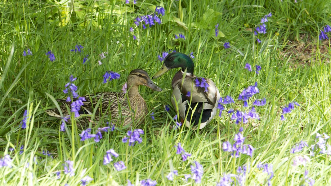 Romance amongst the bluebells! (8727527499)