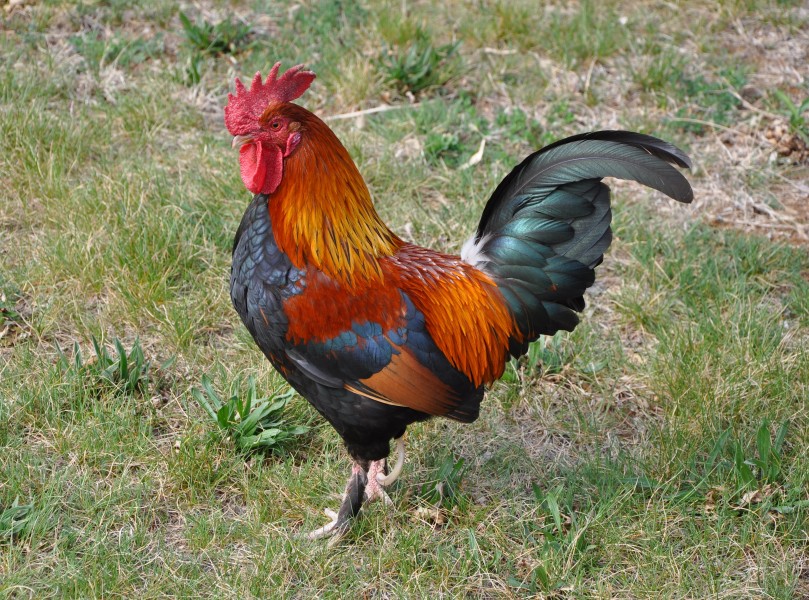 Rooster-1