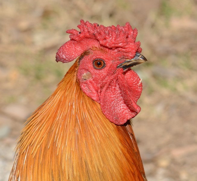 Rooster. Gallus gallus domesticus. Zoological Center of Tel Aviv-Ramat Gan. Israel. 03