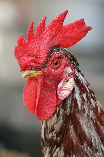 Rooster portrait2