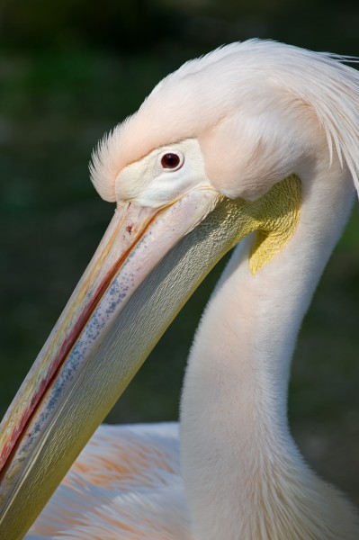 Rosapelikan (Pelecanus onocrotalus) 2