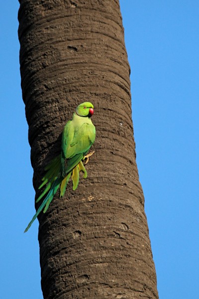 Rose-ringed parakeet (Psittacula krameri) from Bahour lake IMG 4171 a