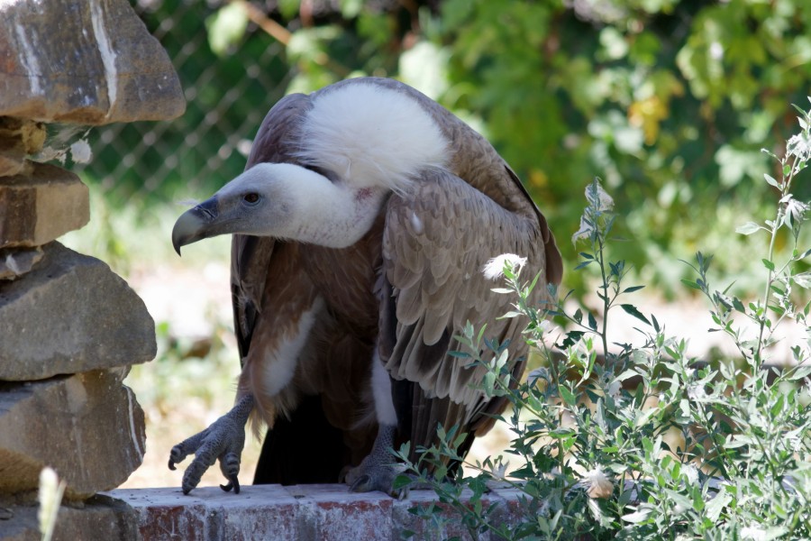 Rostov-on-Don Zoo Griffon Vulture IMG 5227 1725