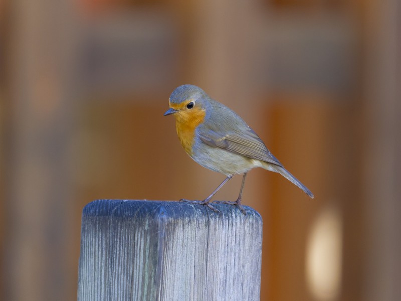 Rouge gorge familier
