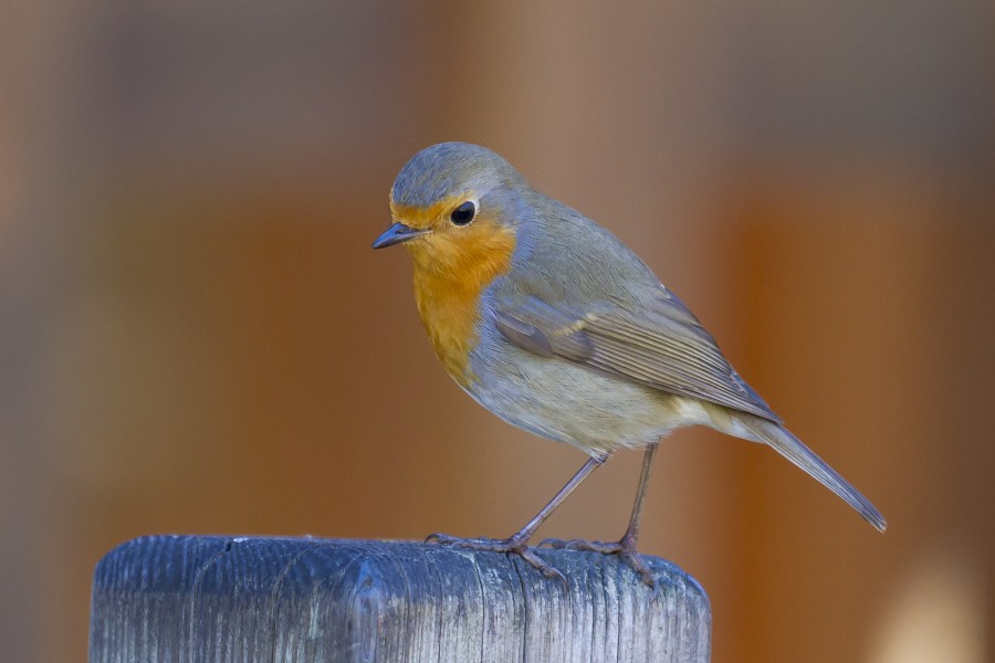 Rouge gorge familier - crop