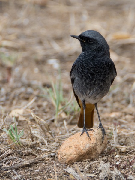 Rougequeue noir (Phoenicurus ochruros) Black Redstart