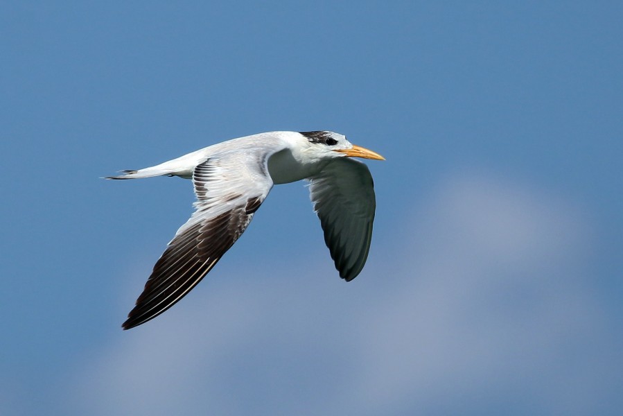 Royal tern (Thalasseus maximus maximus) juvenile winter plumage in flight