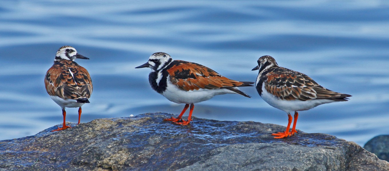 Ruddy Turnstone - Arenaria interpres, Delaware Bay, Delaware - 6775607412