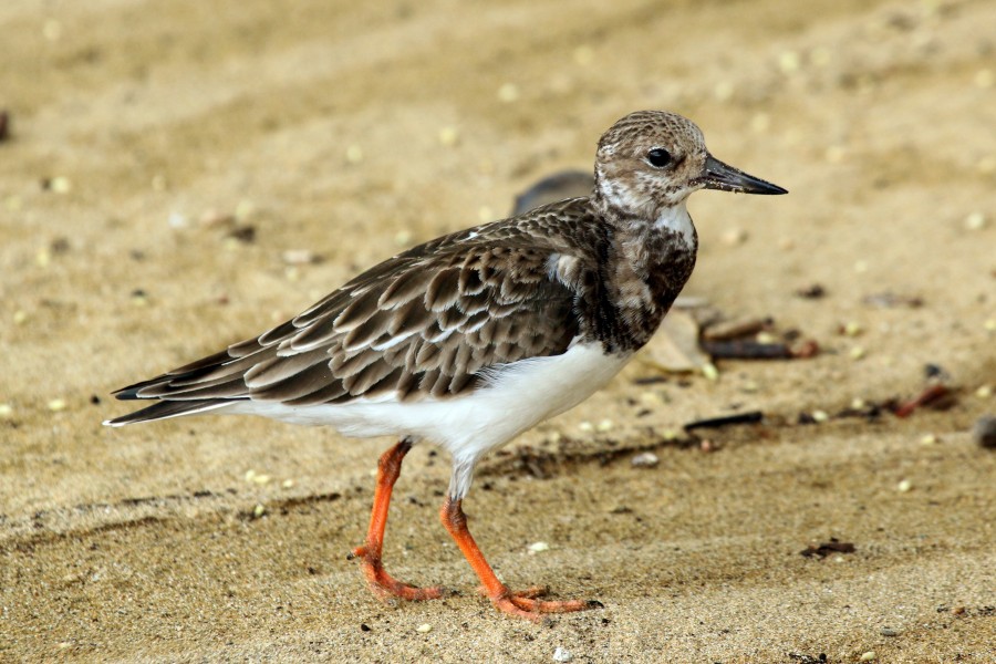 Ruddy turnstone (Arenaria interpres morinella)