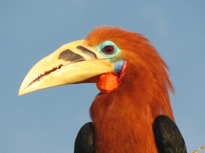 Rufous-necked hornbill 1