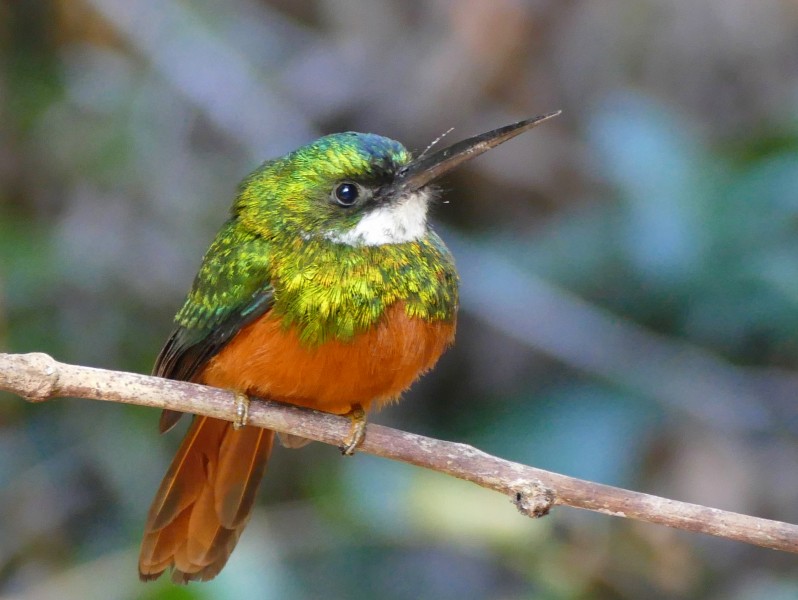 Rufous-tailed Jacamar (Galbula ruficauda) (28079269401)
