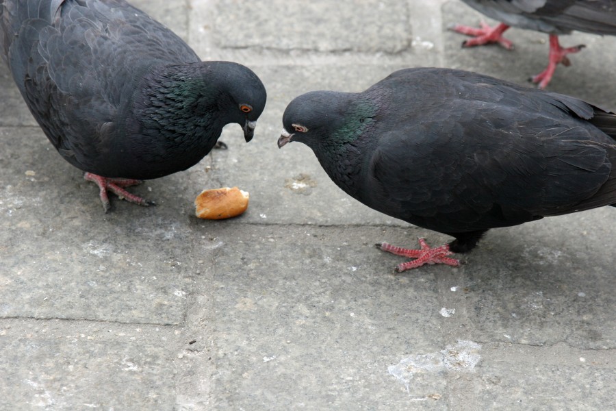 Rynek Główny Pigeons (3451464117)