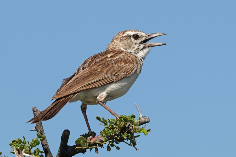 Sabota lark (Calendulauda sabota waibeli)