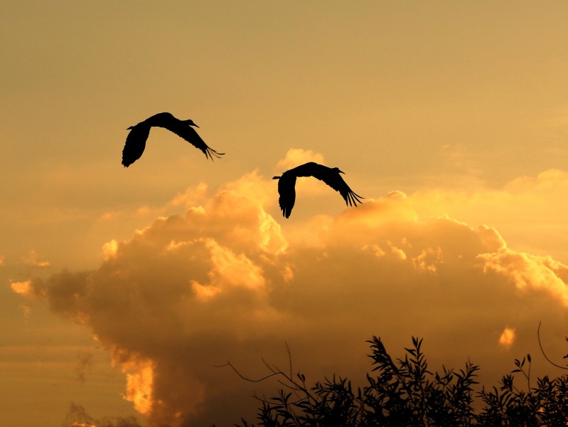 Sand Hill Cranes over Lake Pasadena (FL) (22909763321)