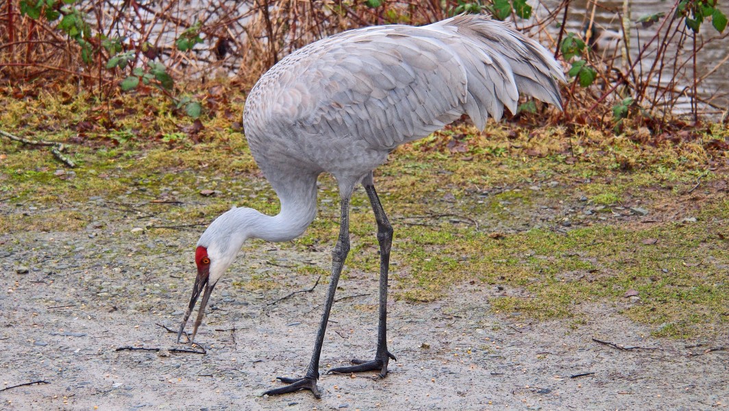 Sandhill Crane - Grus canadensis, Reifel Sanctuary, Ladner, British Columbia - 7030778781