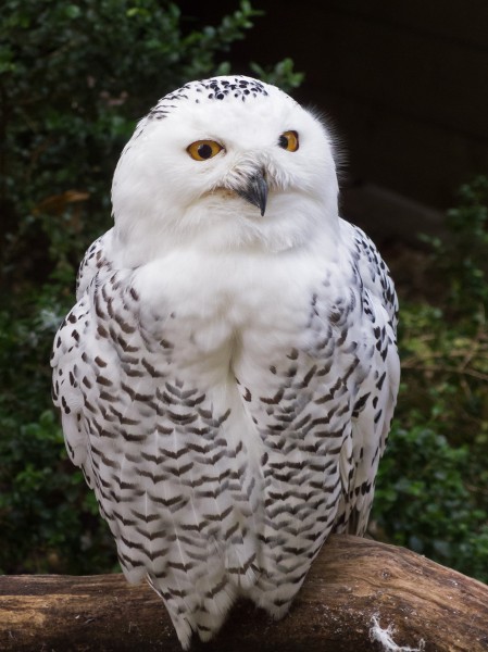 Schneeeule Bubo scandiacus Grugapark 2013