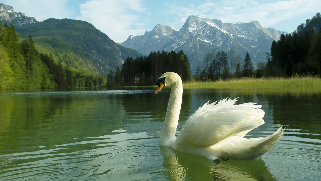 Schwan auf-dem almsee
