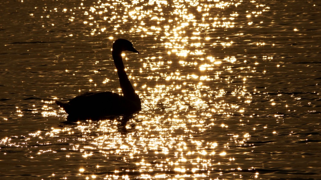 Schwan Wasser