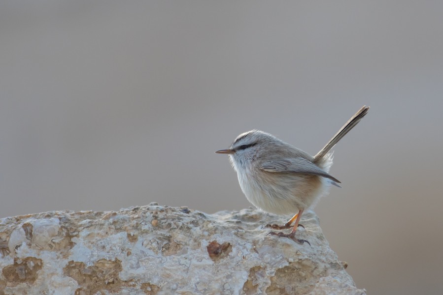 Scotocerca inquieta - Israel