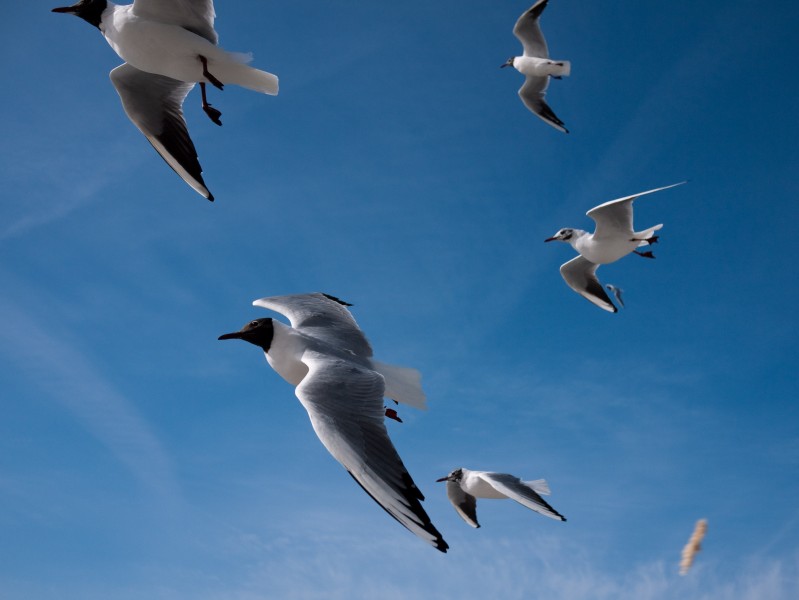 Sea Gulls in flight Waddenzee 1