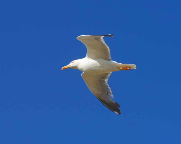 Seagull July 2013-4