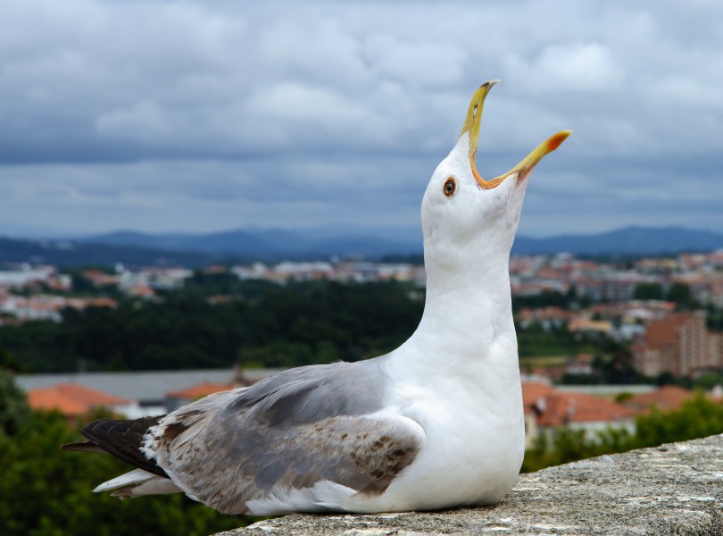 Seagull July 2014-2