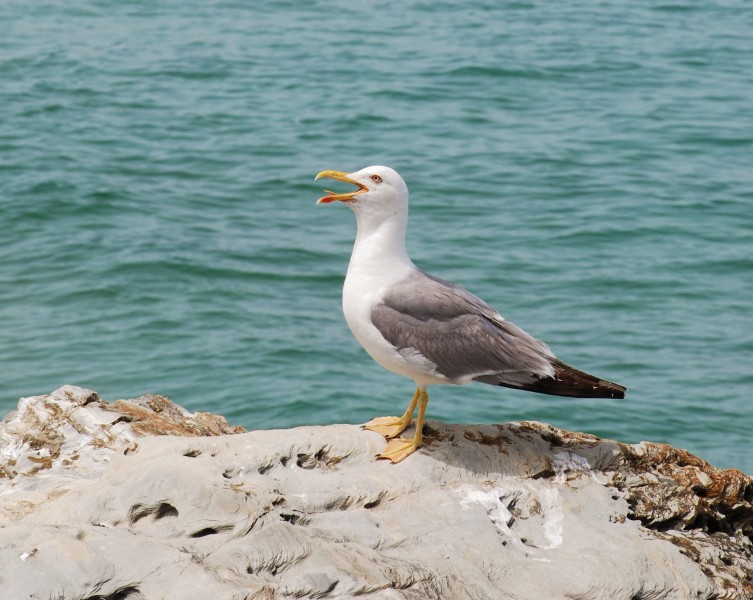 Seagull June 2011-2