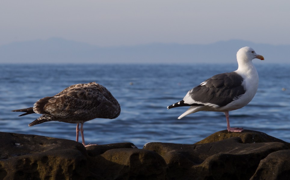 Seagulls in La Jolla (70523)