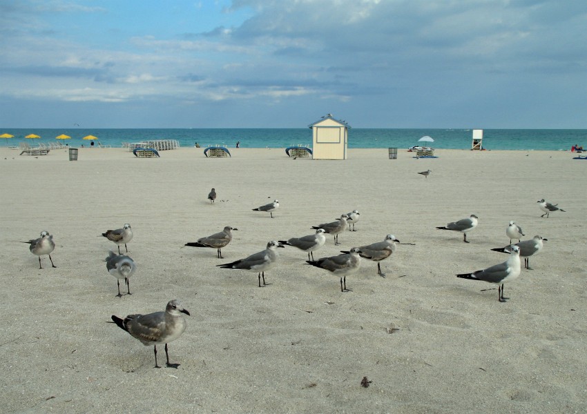 Seagulls Miami Beach R01