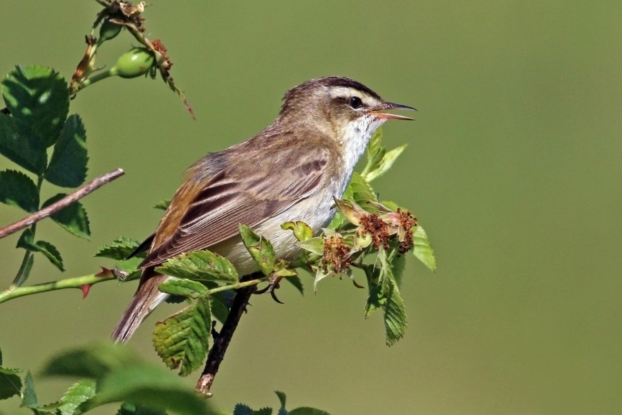 Sedge warbler (Acrocephalus schoenobaenus) 2