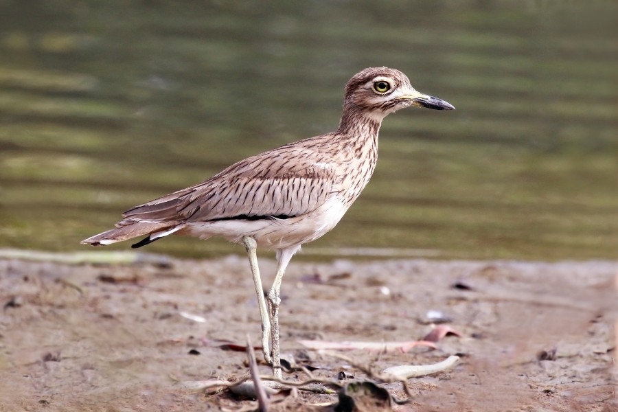 Senegal thick-knee (Burhinus senegalensis)