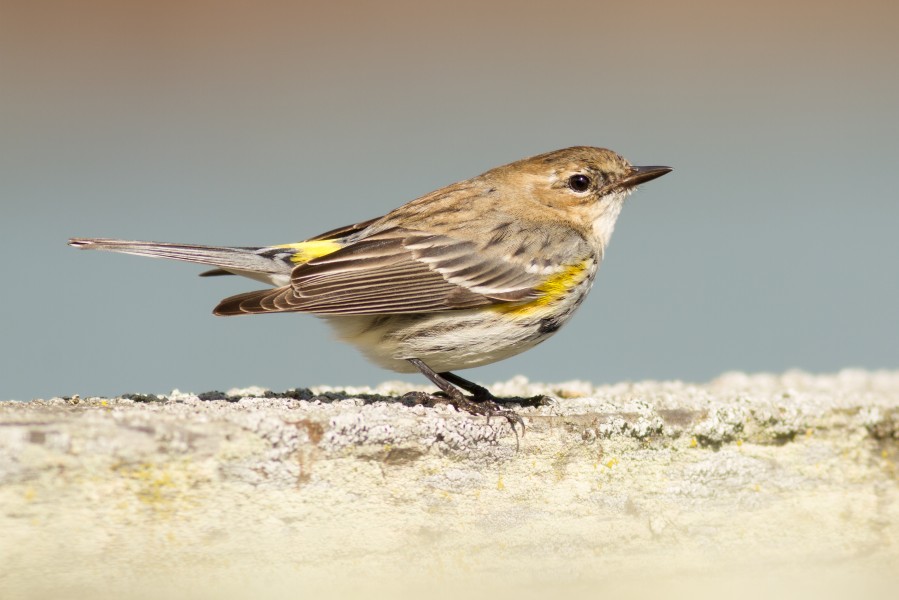 Setophaga coronata at Las Gallinas Wildlife Ponds